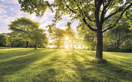 Komar SH054-VD4 (Golden Moment)