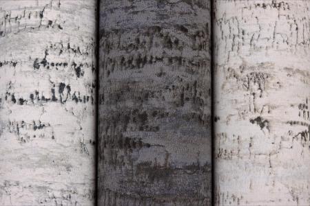 Фото – обои Rasch Composition 554052 || Rasch Composition 554052