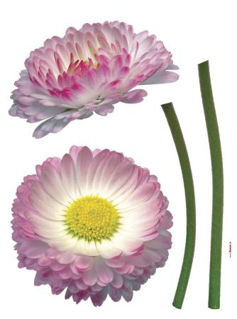 Komar 17023h (Daisy)