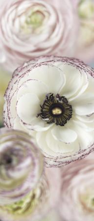 Komar 2-1884 (Day Dream)