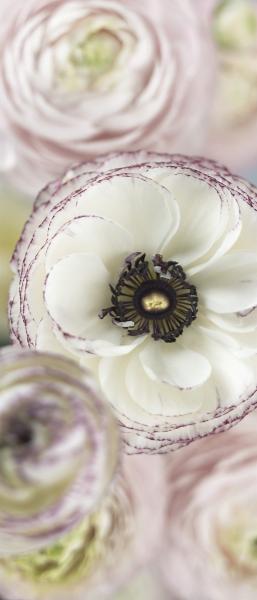 Komar 2-1884 (Day Dream)