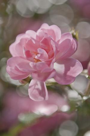 Komar 4-713 (Bouquet)