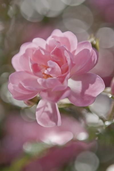 Komar 4-713 (Bouquet)