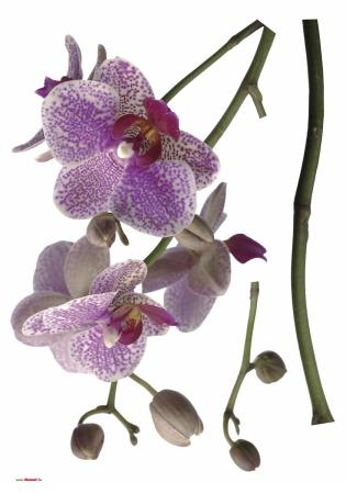 Komar 17702h (Orchidee)