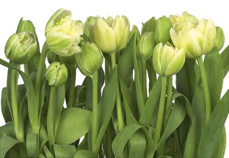 Komar 8-900 (Tulips)