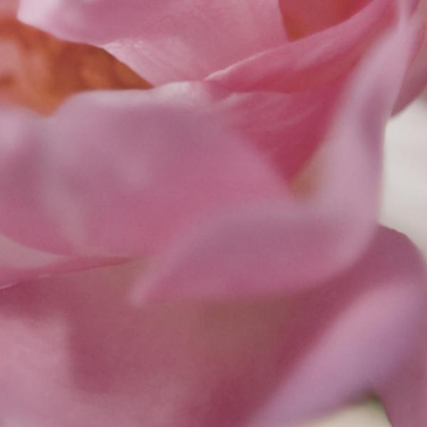 Komar 4-713 (Bouquet)