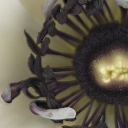 Komar 2-1884 (Day Dream)