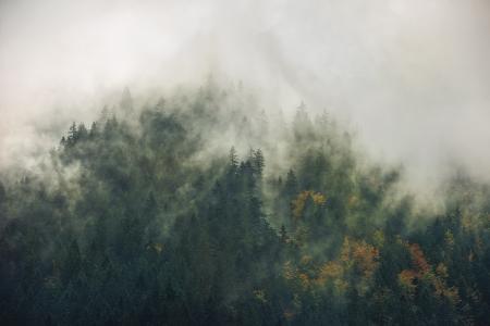 Komar SH036-VD3 (Tales of the Carpathians)