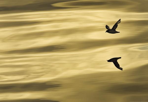 Komar 1-604 (Reflection)