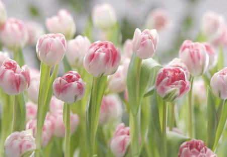 Komar 8-708 (Secret Garden)