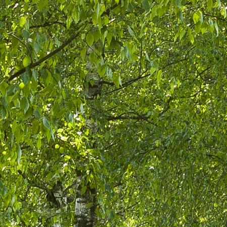 Komar 2-1717 (Birkenallee)