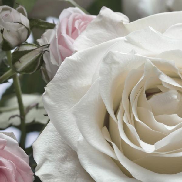 Komar 8-736 (Floraison)