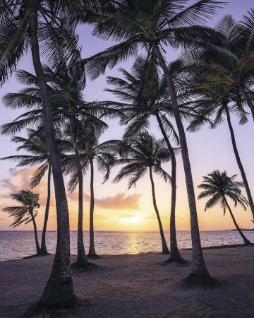 Komar SH022-VD2 (Palmtrees on Beach)