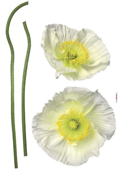 Komar 17022h (Pavot Blanc)