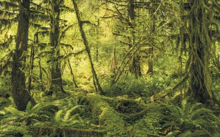 Komar SH040-VD4 (Ancient World)