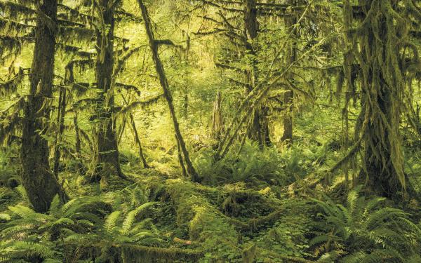 Komar SH040-VD4 (Ancient World)