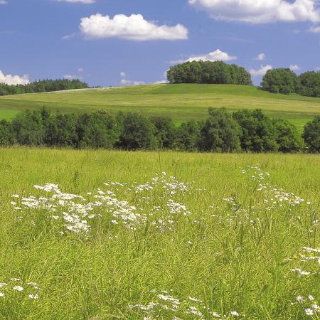 Komar 8-254 (Meadow)