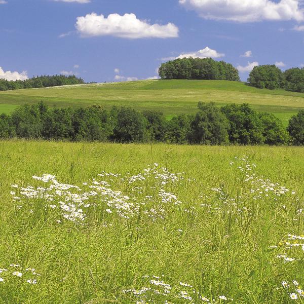 Komar 8-254 (Meadow)