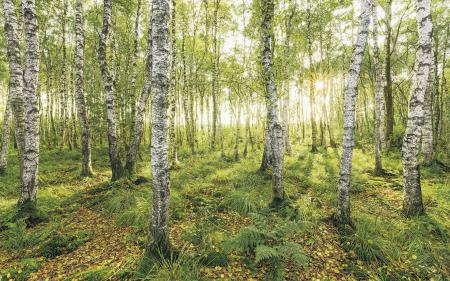 Komar SH043-VD4 (Birch Trees)