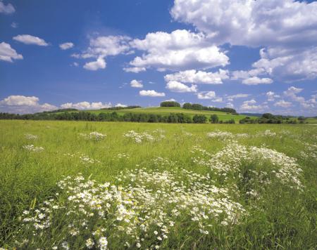 Komar 8-254 (Meadow)