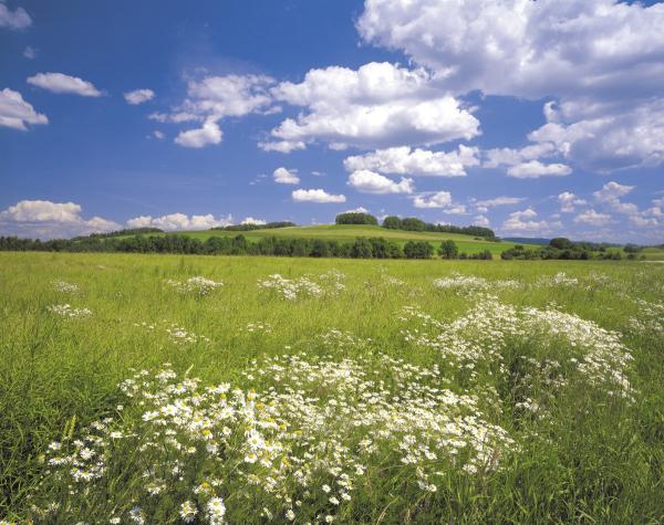 Komar 8-254 (Meadow)