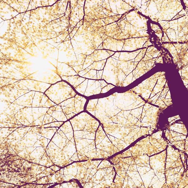 Komar V5-752 (Sunshine)