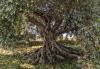 Komar 8-531 (Olive Tree)
