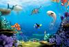 Komar 8-497 (Finding Dory)