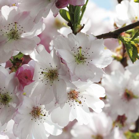 Komar 8-507 (Spring)