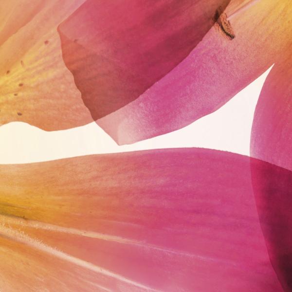 Komar 8-928 (Summer Sun)