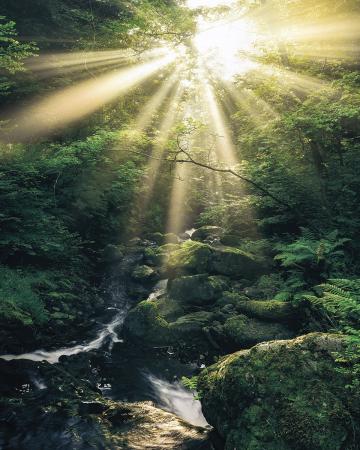 Komar SH075-VD2 (Divine)