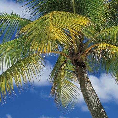 Komar 4-883 (Ari Atoll)