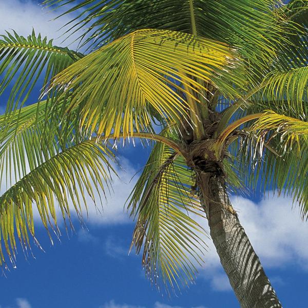 Komar 4-883 (Ari Atoll)