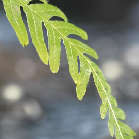 Komar 1-611 (Along the River)