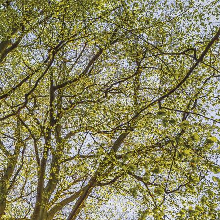 Komar 4-522 (Canopy)