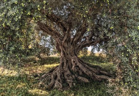 Komar 8-531 (Olive Tree)