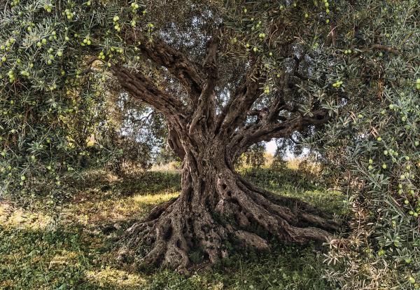 Komar 8-531 (Olive Tree)