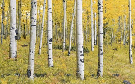 Komar SH069-VD4 (Orange Forest)