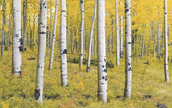 Komar SH069-VD4 (Orange Forest)