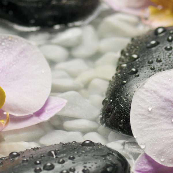 Komar 4-318 (Wellness)