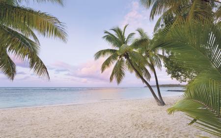 Komar SH086-VD4 (Paradise Morning)