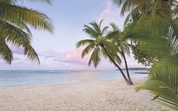 Komar SH086-VD4 (Paradise Morning)