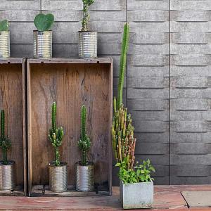 California Dreams 2021